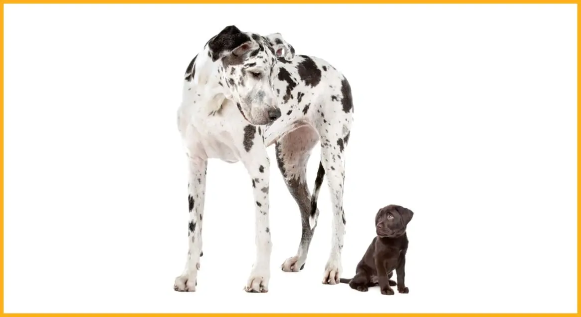 CHIEN EN GARDERIE