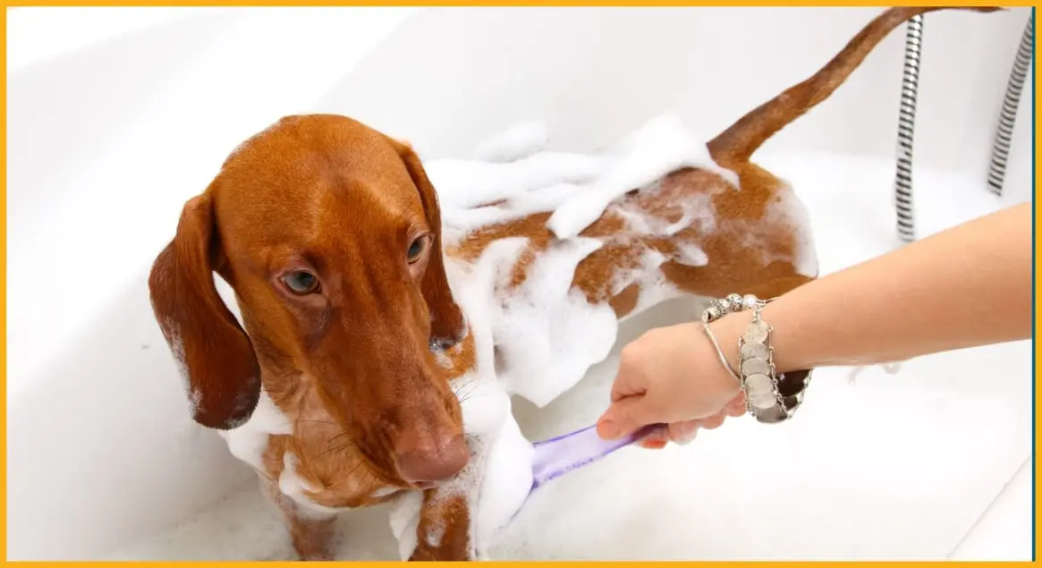 CHIEN EN LAVAGE