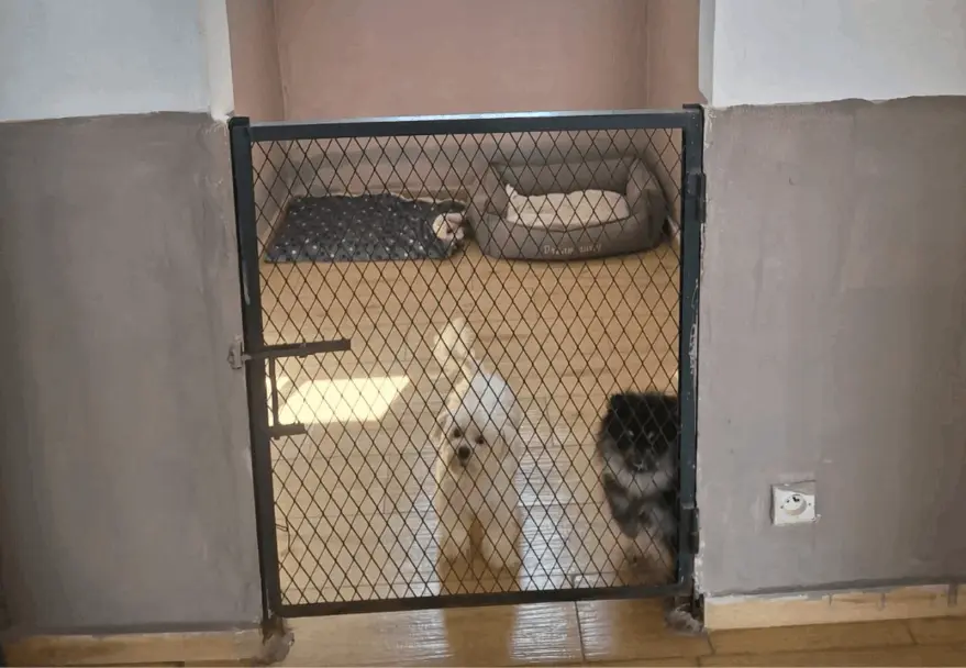 THE DOG FARM 7